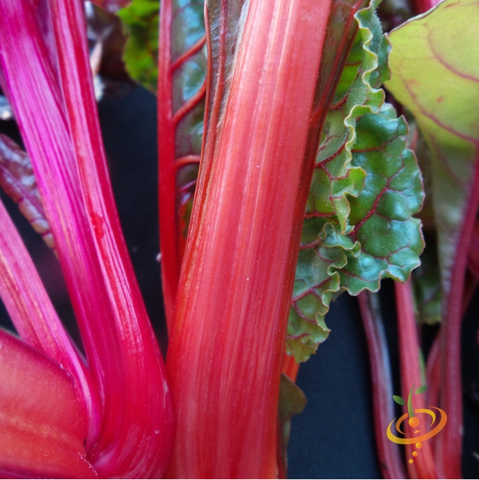 Swiss Chard - Hot Pink seeds