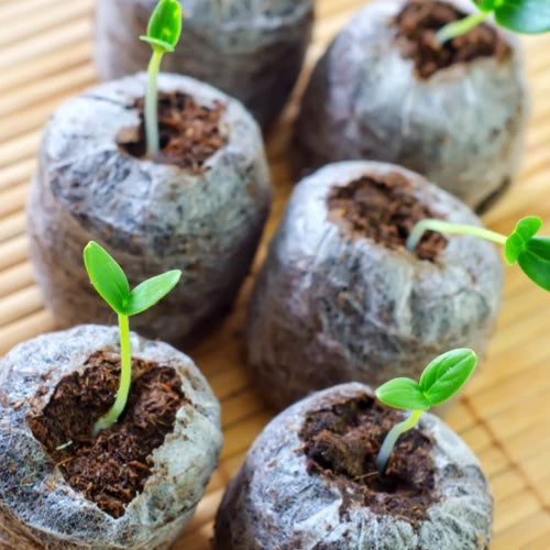 *FREE* All-in-1 'Straight Eight' Cucumber Seed Kit