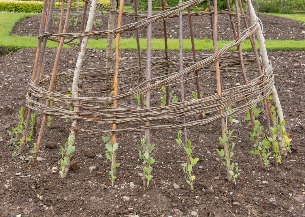 Vine teepee garden structure with climbing plants and seed variety pack