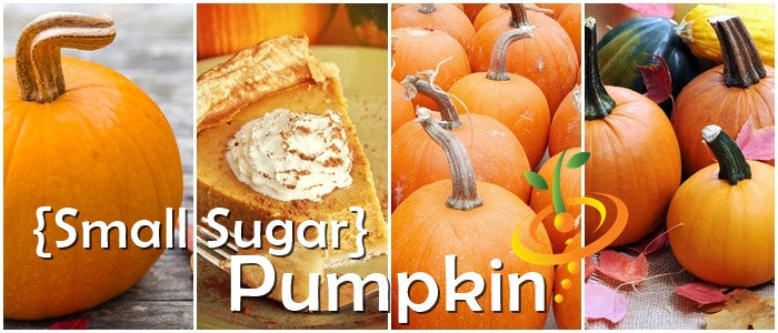 Small Sugar pumpkin variety with bright orange flesh, perfect for pies and gardening.