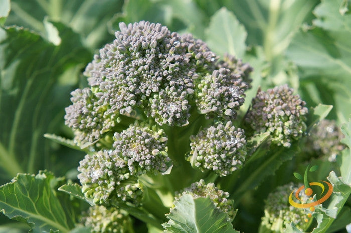 Close-up of Broccoli Di Cicco seeds variety with tightly packed blue-green florets and green leaves
