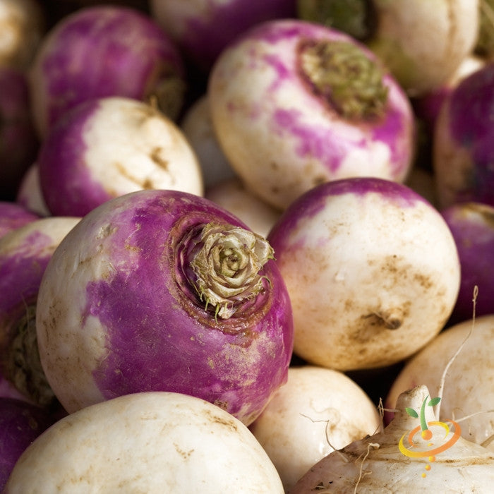 Close-up of fresh Turnip Purple Top White Globe roots with purple tops and white bottoms