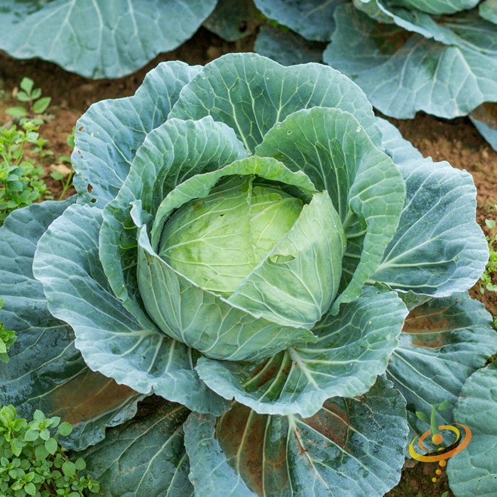 Large bluish green drumhead cabbage growing in soil, ideal for spring to fall crops and cold hardy.