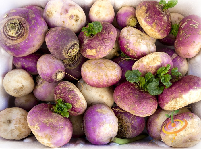 Purple top white globe turnip roots with green leaves, fresh and healthy