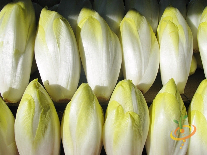 Close-up of Witloof Chicory heads with pale green and white leaves arranged in rows