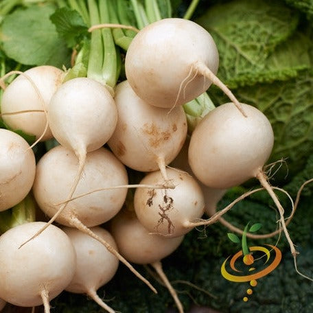 Turnip Globe Seeds | Delicious Golden Turnip with 55 Days to Maturity