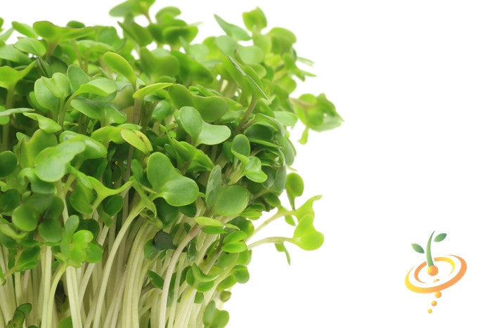 Fresh green sprouts from Sprouts Seed Bank on white background