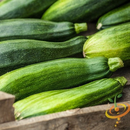 Black Beauty Zucchini squash with dark green glossy skin and slender shape on wooden surface