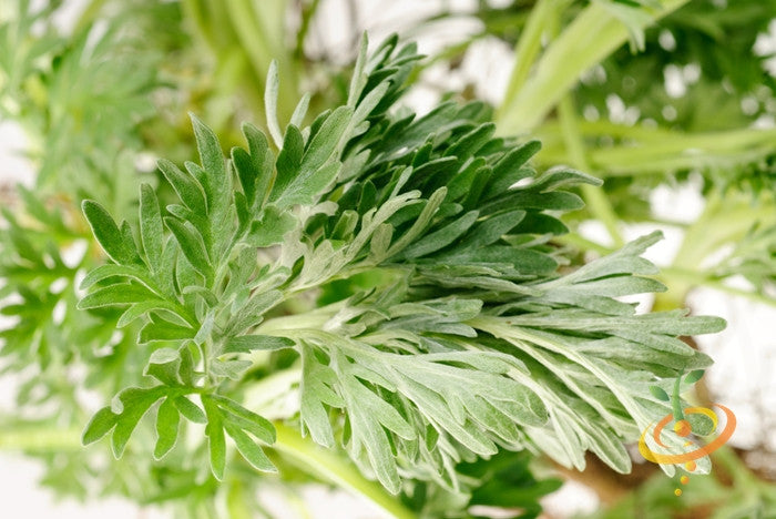 Close-up of fresh green wormwood leaves, medicinal herb known for digestive benefits and wasp repellent properties