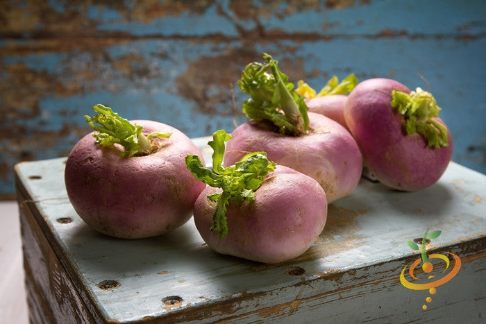 Purple top white globe turnips with green leaves on rustic wooden surface