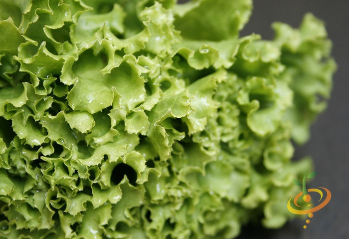 Close-up of fresh, curly Salad Bowl Green Lettuce leaves, ideal for salads and continuous harvest gardening.