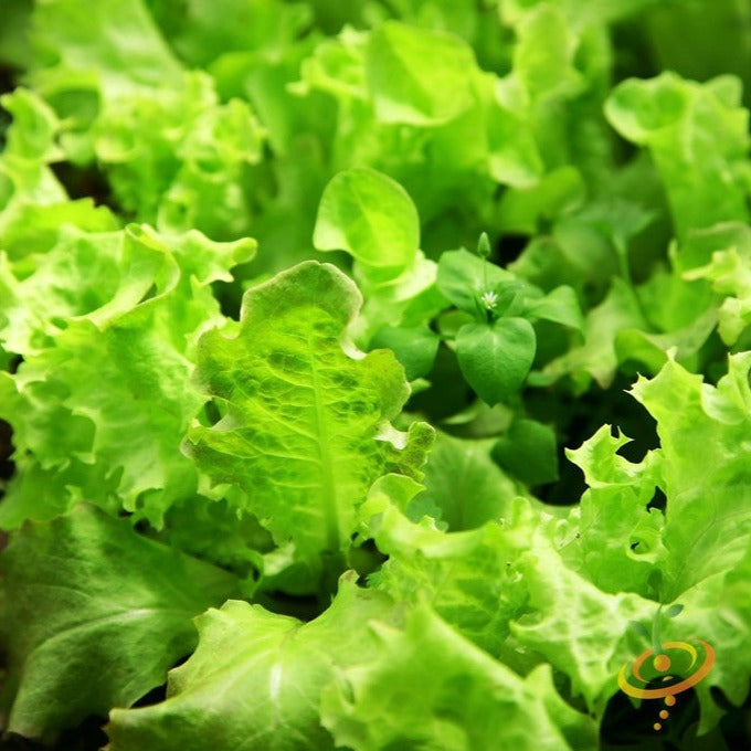Close-up of fresh, vibrant Salad Bowl Green Lettuce leaves growing in a garden bed