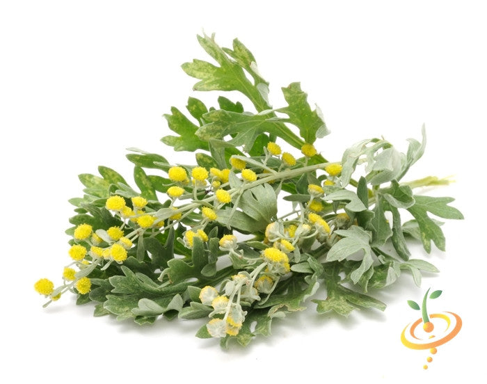 Wormwood plant leaves and yellow flowers isolated on white background