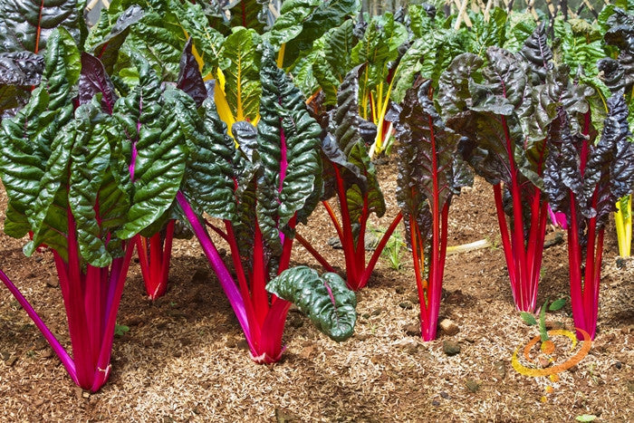 Bright magenta sunset Swiss chard plant with vibrant leaves, grown from SeedsNow Magenta Sunset Swiss Chard seeds.