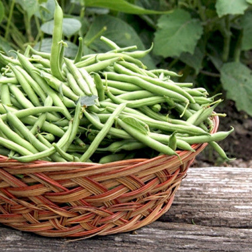 Basket filled with fresh green Harvester bush beans outdoors