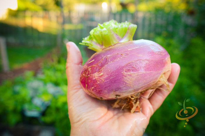 Hand holding a fresh Purple Top White Globe turnip with garden background