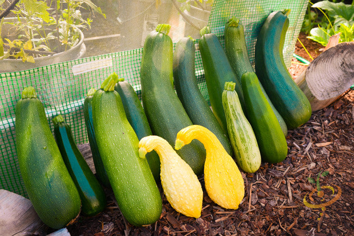 Various green and yellow zucchini squash growing in a garden bed behind a green mesh fence.