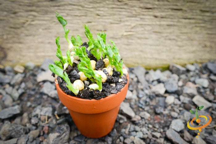 Green pea sprouts growing in a small terracotta pot with soil and green seeds organic and edible microgreens