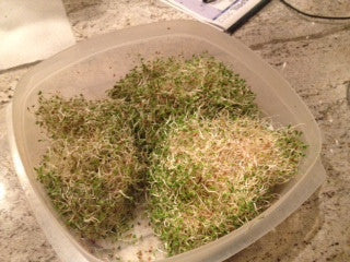 Freshly sprouted microgreens growing in a plastic container from Sprouts Seed Bank kit