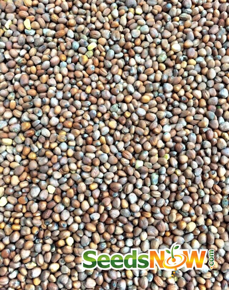 Radish - White Icicle.