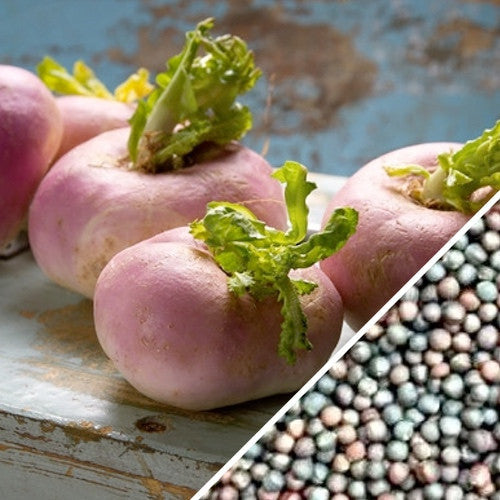 Purple Top White Globe turnips with green leaves and turnip seeds on rustic surface