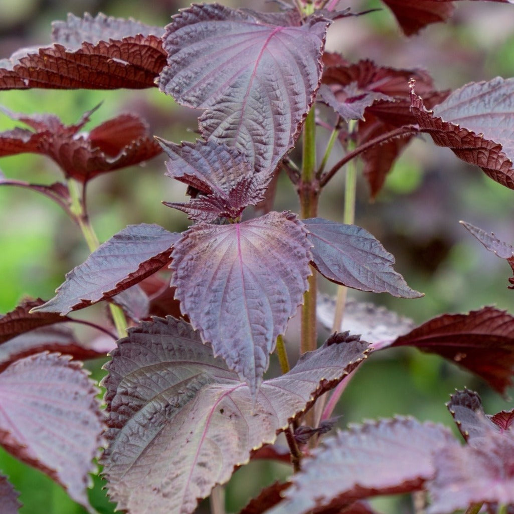 Close-up of deep purple, serrated Red Shiso (Perilla) leaves on the plant