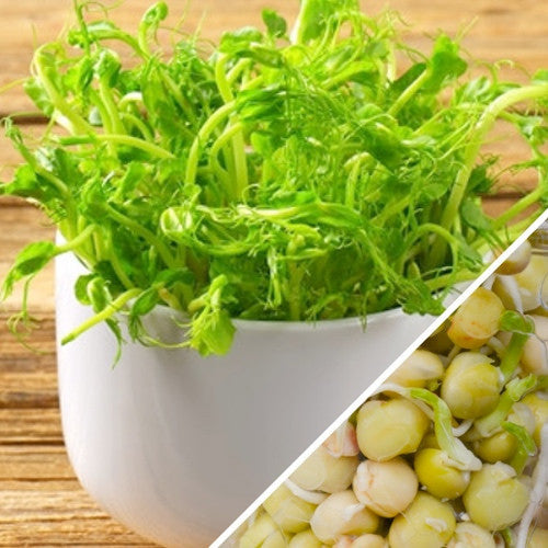 Organic green pea sprouts and green seeds in a white bowl ready to eat