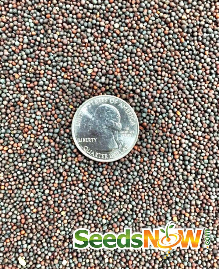 Turnip Purple Top White Globe seeds with US quarter for scale close-up image