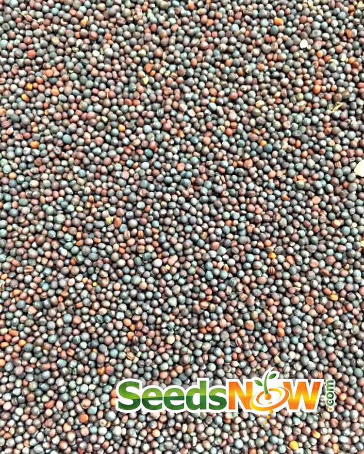 Turnip Purple Top White Globe seeds close-up showing mixed small seed beads