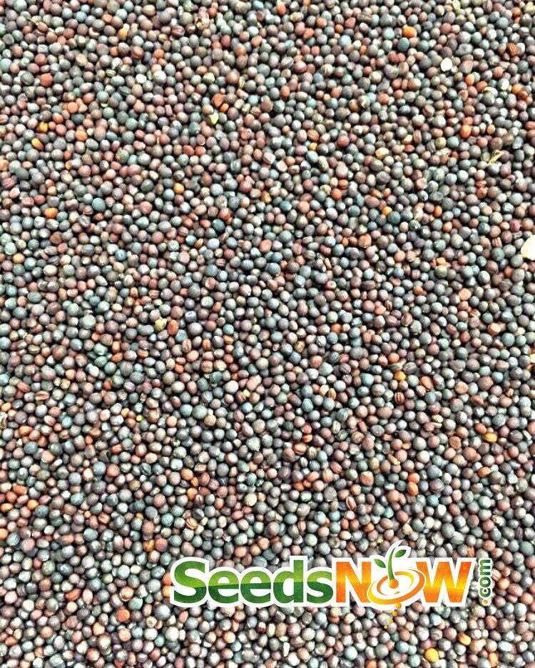 Turnip Purple Top White Globe seeds close-up showing mixed small seed beads