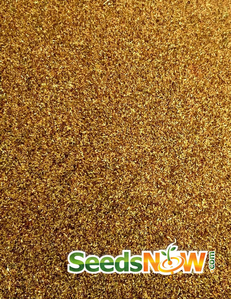 Close-up image of numerous tiny wormwood seeds with SeedsNow branding at the bottom