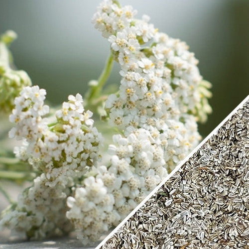 White yarrow flowers and close-up of yarrow seeds for medicinal herb planting
