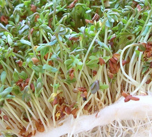 Close-up of fresh green sprouts growing on a white growing mat from a sprouts seed bank kit