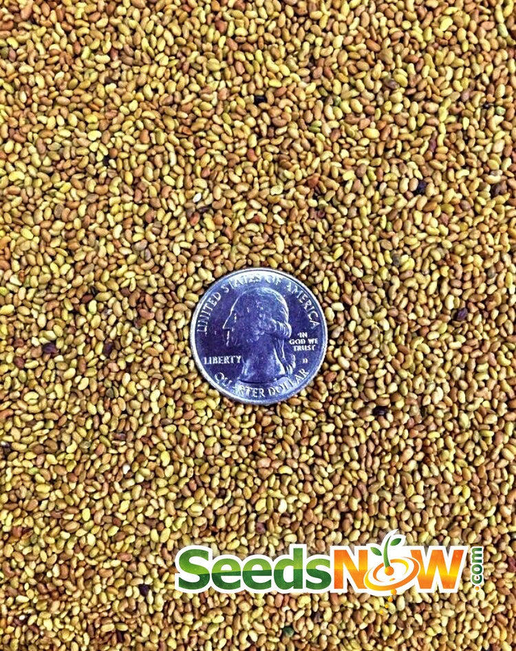 Close-up image of organic alfalfa seeds with US quarter for scale, ideal for sprouts and microgreens cultivation