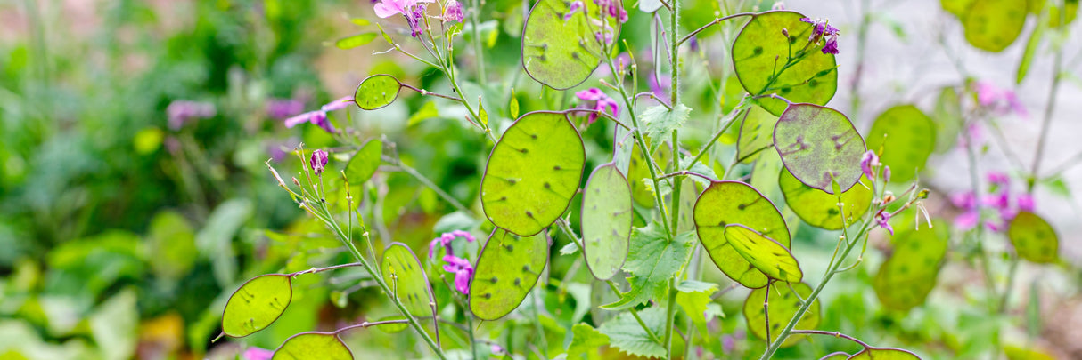 Lunaria Silver Dollar flower seeds from SeedsNow-Flowers, showing glossy silver-dollar shaped seed pods and delicate purple flowers.