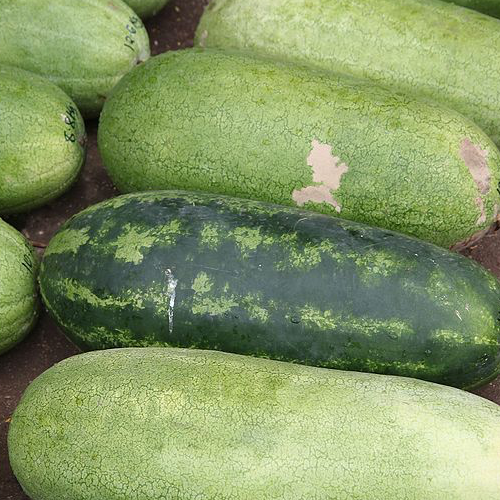 Fresh green and pink watermelon seeds from SeedsNow, ideal for planting Jubilee watermelon varieties.