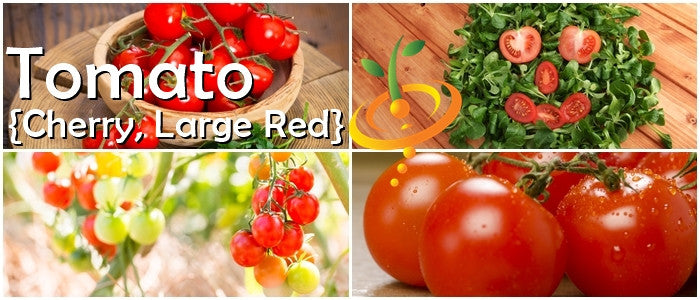 Red cherry tomato plant from SeedsNow, large indeterminate tomato seeds with lush green foliage and ripe cherry tomatoes.