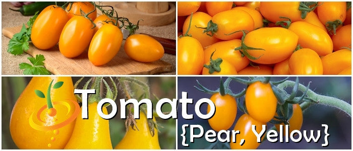 Close-up of ripe yellow pear tomatoes on the vine and cutting board