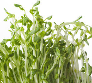 Fresh green sprouts germinating from seeds in a sprouts seed bank kit with a large glass mason jar.