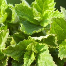 Fresh mint peppermint seeds from SeedsNow, small green seeds ideal for planting and growing aromatic peppermint herbs.