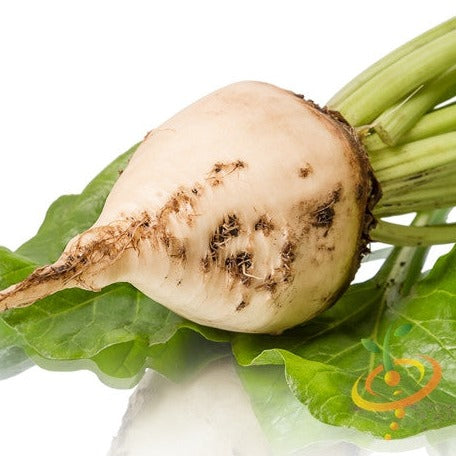 White Detroit beet with green leaves, fresh and whole root vegetable on white background