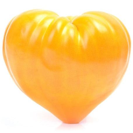 Tomato Oxheart Yellow Seeds (Indeterminate) | Large Juicy Heart-Shaped