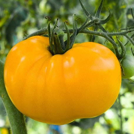Yellow Brandywine Tomato Seeds | Large Yellow Indeterminate Tomato