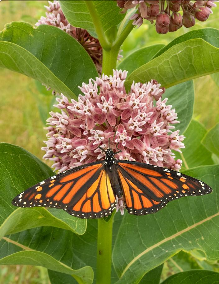 Close-up of All Milkweed (Asclepias syriaca) monarch butterfly flower seeds packet showcasing seeds for growing milkweed plants