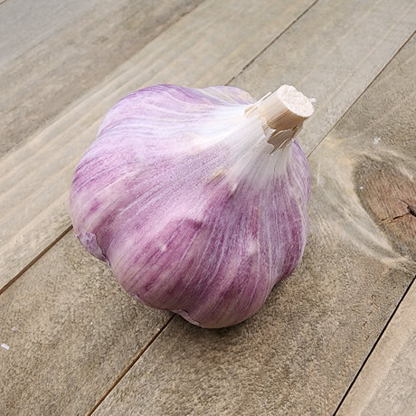 Fresh hard neck porcelain garlic bulb from SeedsNow-Garlic, showing white cloves with papery skin and sturdy stem.