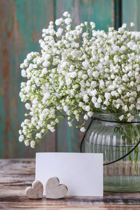 Baby's Breath Gypsophila flower seeds in packaging, ready for planting, with delicate white blooms and green foliage visible.