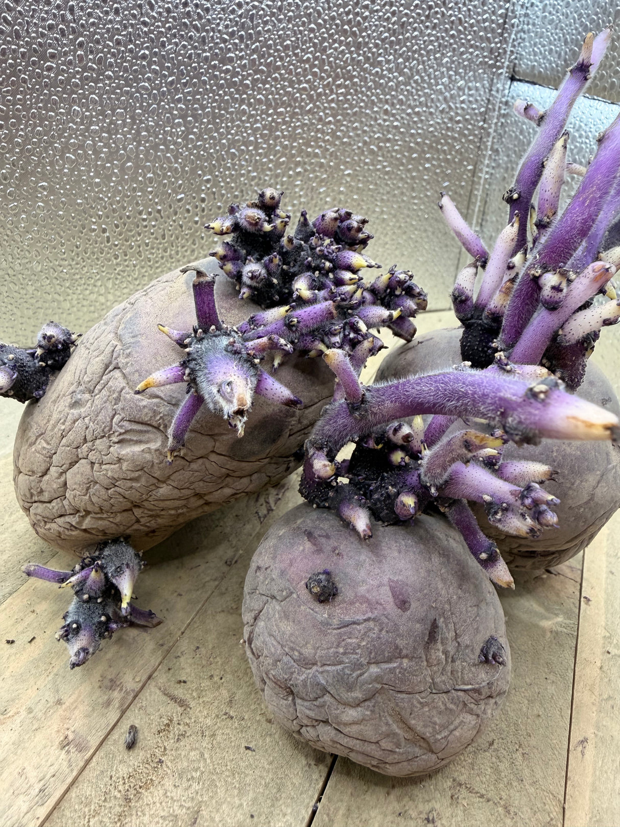 Organic Huckleberry Gold potato seed, mid-season variety, round shape with yellow skin, displayed in a natural setting.