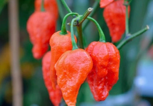 Assorted hot pepper seeds from SeedsNow-SeedBanks in a variety pack, featuring vibrant seed images for spicy pepper cultivation.