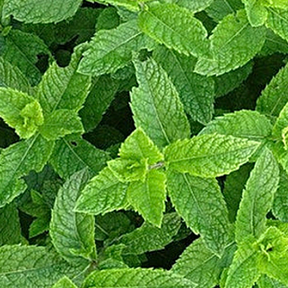 Fresh mint peppermint seeds from SeedsNow, showing small green seed packets with mint plant illustrations.
