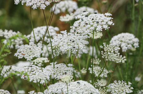 Queen Anne's Lace flower seeds from SeedsNow-Flowers, showing delicate white flower clusters and green seed packets.
